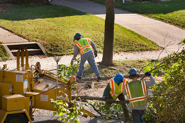 How Our Tree Care Process Works  in Clovis, CA